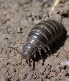 Gemüse im Hochbeet schgützen